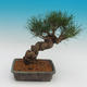 Pinus thunbergii - Borovice thunbergova - 3/4