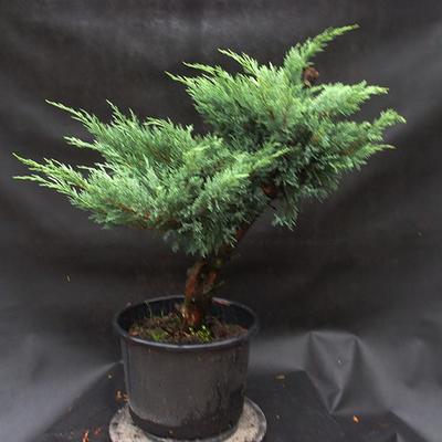 Jalovec - Juniperus sabina NO-33 - 3