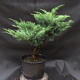 Jalovec - Juniperus sabina NO-33 - 3/5