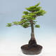Venkovní bonsai -Javor dlanitolistý Acer palmatum Shishigashira - 3/7