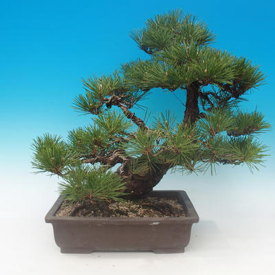 Pinus thunbergii - borovice thunbergova - 3