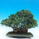 Pokojová bonsai - Ficus kimmen -  malolistý fíkus - 3/5