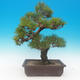 Pinus thunbergii - borovice thunbergova - 3/4