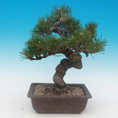 Pinus thunbergii - borovice thunbergova - 3