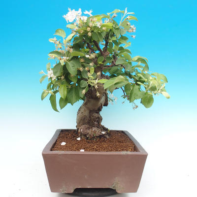 Venkovní bonsai -Maloplodá jabloň - Malus halliana - 3