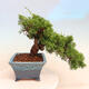 Venkovní bonsai - Juniperus chinensis Itoigawa -Jalovec čínský - 3/5