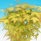 Acer palmatum Aureum - Javor dlanitolistý zlatý - 3/3