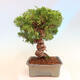 Venkovní bonsai - Juniperus chinensis Itoigawa -Jalovec čínský - 3/5