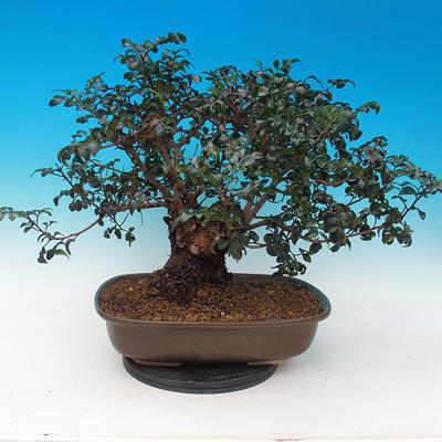 Pokojová bonsai- Pistácie - 3
