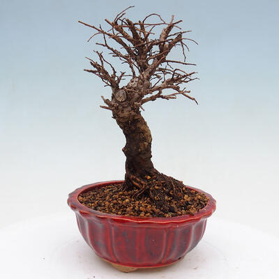 Venkovní bonsai - Zelkova - Zelkova NIRE - 3
