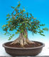Pokojová bonsai - Muraya paniculata - 3/6