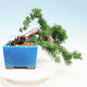 Venkovní bonsai -Larix decidua - Modřín opadavý - 3/4