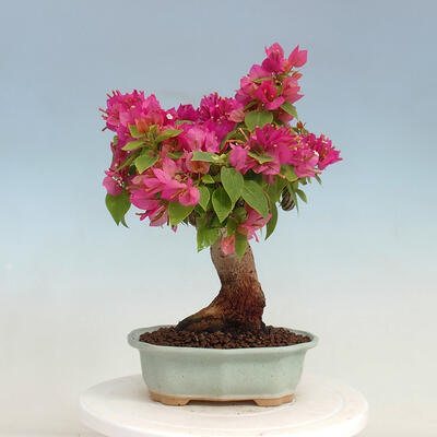 Pokojová bonsai - Bouganwilea - 3
