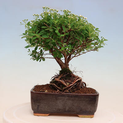 Venkovní bonsai -malolistý tavolník - Spiraea japonica MAXIM - 3
