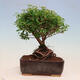 Venkovní bonsai -malolistý tavolník - Spiraea japonica MAXIM - 3/4