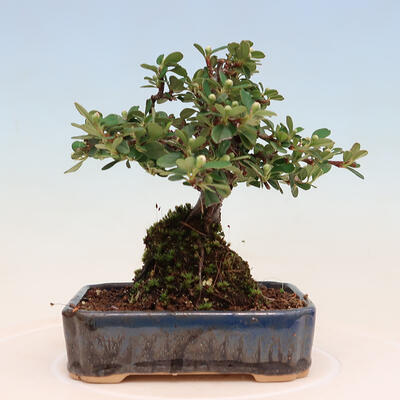 Venkovní bonsai-Cotoneaster horizontalis - Skalník - 3
