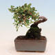 Venkovní bonsai-Cotoneaster horizontalis - Skalník - 3/4