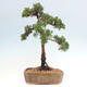 Venkovní bonsai - Juniperus chinensis Kishu -Jalovec čínský - 3/4