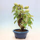 Venkovní  bonsai -  Pseudocydonia sinensis - Kdouloň čínská - 3/6