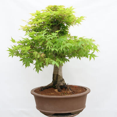 Venkovní bonsai - Javor dlanitolistý - Acer palmatum  - POUZE PALETOVÁ PŘEPRAVA - 3