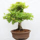 Venkovní bonsai - Javor dlanitolistý - Acer palmatum  - POUZE PALETOVÁ PŘEPRAVA - 3/5