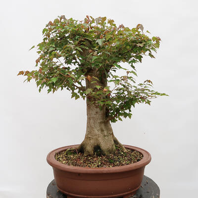 Venkovní bonsai - Javor Burgerův - Acer Burgerianum - POUZE PALETOVÁ PŘEPRAVA - 3