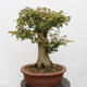 Venkovní bonsai - Javor Burgerův - Acer Burgerianum - POUZE PALETOVÁ PŘEPRAVA - 3/4
