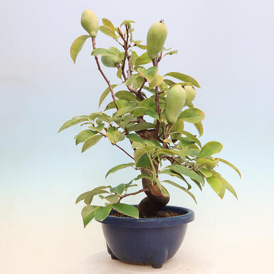 Venkovní  bonsai -  Pseudocydonia sinensis - Kdouloň čínská - 3