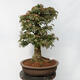 Venkovní bonsai - Javor Burgerův - Acer Burgerianum - POUZE PALETOVÁ PŘEPRAVA - 3/5
