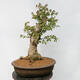 Venkovní bonsai - Javor Burgerův - Acer Burgerianum - POUZE PALETOVÁ PŘEPRAVA - 3/5
