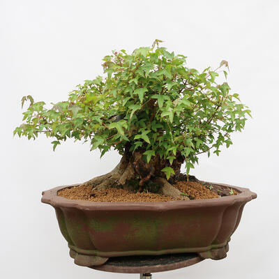 Venkovní bonsai - Javor Burgerův - Acer Burgerianum - POUZE PALETOVÁ PŘEPRAVA - 3