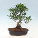 Pokojová bonsai - Ficus kimmen -  malolistý fíkus - 3/4
