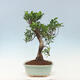Pokojová bonsai - Ficus kimmen -  malolistý fíkus - 3/3