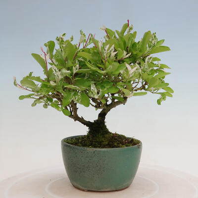 Venkovní bonsai - Ligustrum obtusifolium - Ptačí zob tupolistý - 3