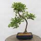 Venkovní  bonsai -  Pseudocydonia sinensis - Kdouloň čínská - 3/6