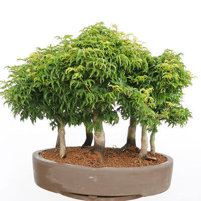 Venkovní bonsai - Acer palmatum SHISHIGASHIRA- Javor malolistý-lesík - 3