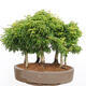 Venkovní bonsai - Acer palmatum SHISHIGASHIRA- Javor malolistý-lesík - 3/4