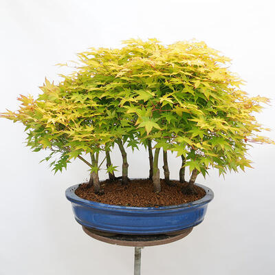 Venkovní bonsai - Acer palmatum Aureum - Javor dlanitolistý zlatý-lesík - 3