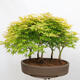 Venkovní bonsai - Acer palmatum Aureum - Javor dlanitolistý zlatý-lesík - 3/4