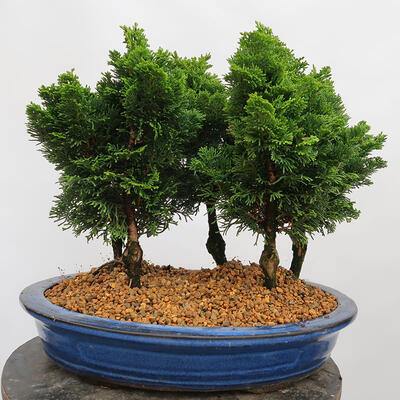 Venkovní bonsai - Cham.pis obtusa Nana Gracilis - Cypřišek-lesík - 3