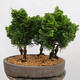 Venkovní bonsai - Cham.pis obtusa Nana Gracilis - Cypřišek-lesík - 3/4