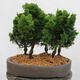 Venkovní bonsai - Cham.pis obtusa Nana Gracilis - Cypřišek-lesík - 3/4