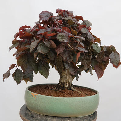 Venkovní bonsai - Corylus Avellana Red Majestic - Líska obecná - 3
