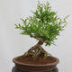 Venkovní bonsai - Ligustrum vulgare - Ptačí zob - 3/4