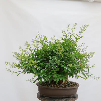 Venkovní bonsai - Ligustrum vulgare - Ptačí zob - 3