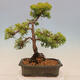 Venkovní bonsai - Juniperus chinensis plumosa aurea - Jalovec čínský zlatý - 3/4