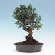 Pokojová bonsai - Olea europaea sylvestris -Oliva evropská drobnolistá - 3/6