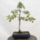 Venkovní bonsai - Hloh - Crataegus monogyna - 3/6