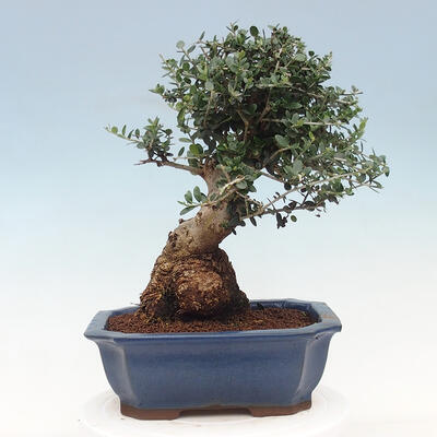 Izbová bonsai - Olea europaea sylvestris -Oliva evropská drobnolistá - 3
