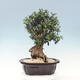 Pokojová bonsai - Olea europaea sylvestris -Oliva evropská drobnolistá - 3/6